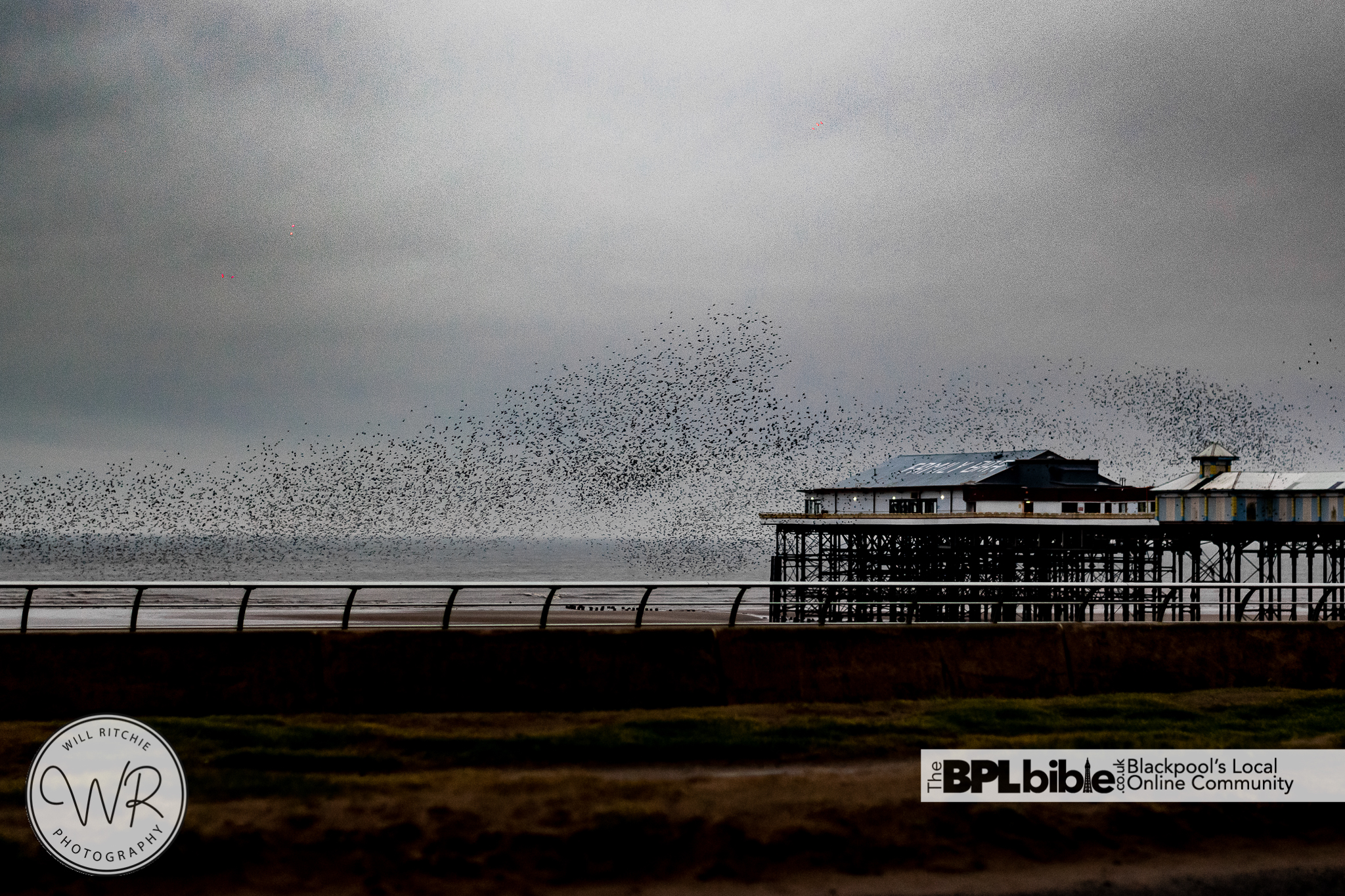 Stunning Blackpool Starlings