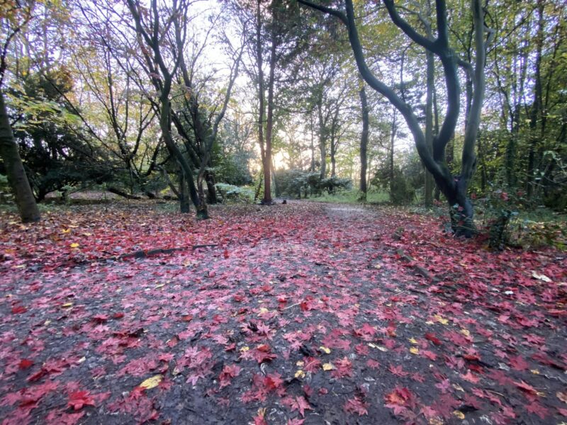 Autumnal walks around Salisbury Wood